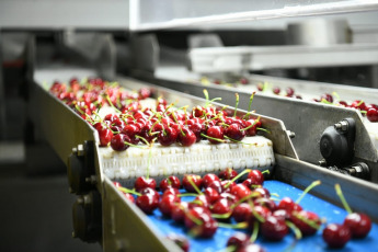 Rio Negro, Argentina.- In the photos taken on December 18, 2020, Argentines work at Ceco SA, a producer and packer of cherries in Rio Negro, Argentina. Argentina worsened its labor crisis this year by once again having the lowest employment rate in Latin America and one of the highest unemployment figures, according to a survey by the International Labor Organization (ILO).
