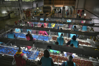 Rio Negro, Argentina.- In the photos taken on December 18, 2020, Argentines work at Ceco SA, a producer and packer of cherries in Rio Negro, Argentina. Argentina worsened its labor crisis this year by once again having the lowest employment rate in Latin America and one of the highest unemployment figures, according to a survey by the International Labor Organization (ILO).
