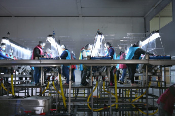 Rio Negro, Argentina.- In the photos taken on December 18, 2020, Argentines work at Ceco SA, a producer and packer of cherries in Rio Negro, Argentina. Argentina worsened its labor crisis this year by once again having the lowest employment rate in Latin America and one of the highest unemployment figures, according to a survey by the International Labor Organization (ILO).