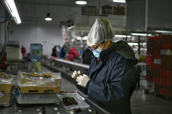 Rio Negro, Argentina.- In the photos taken on December 18, 2020, Argentines work at Ceco SA, a producer and packer of cherries in Rio Negro, Argentina. Argentina worsened its labor crisis this year by once again having the lowest employment rate in Latin America and one of the highest unemployment figures, according to a survey by the International Labor Organization (ILO).