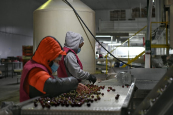 Rio Negro, Argentina.- In the photos taken on December 18, 2020, Argentines work at Ceco SA, a producer and packer of cherries in Rio Negro, Argentina. Argentina worsened its labor crisis this year by once again having the lowest employment rate in Latin America and one of the highest unemployment figures, according to a survey by the International Labor Organization (ILO).